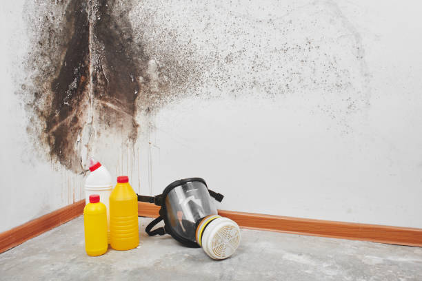 Best Mold Damage Repair  in Keizer, OR