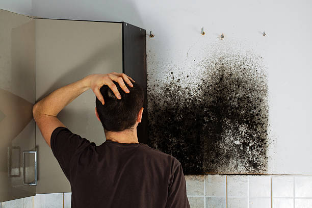 Trusted Keizer, OR Mold Removal Experts